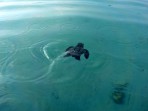 Caretta caretta - île de Zakynthos Photo 20