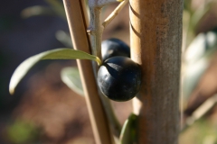 Olives